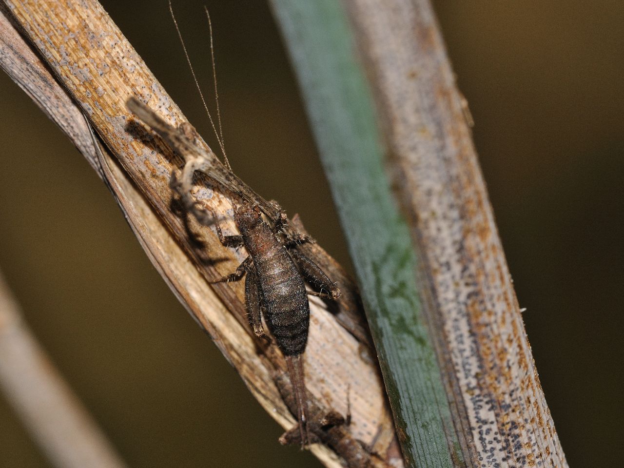 Collembolo? No Arachnocephalus vestitus